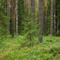 Young spruce in the pine forest | 5 :: Sergey Sonvar
