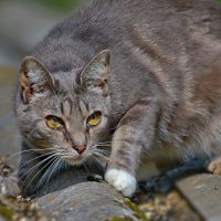 ... за  птицами ... :: Andrey Bragin 