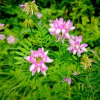 Летние цветочки :: Надежда Летние цветочки :: Надежда