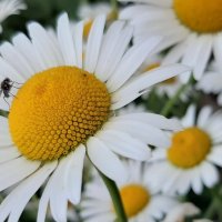 Летне-цветочное :: Наталья Герасимова Летне-цветочное :: Наталья Герасимова