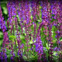 они на радость нам даны :: Олег Лукьянов