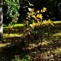 Осеннее... :: Василий Палий