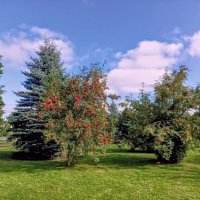 Рябина красная :: Veera V Рябина красная :: Veera V