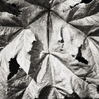 ... :: Денис Безногов