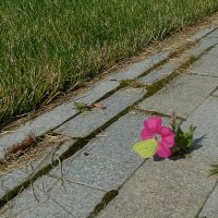 Цветок и бабочка :: Сергей Швечков