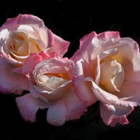 6 сентября :: Михаил Бибичков