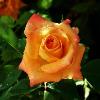 Оранжевая роза  Флорибунда :: Валентин Семчишин