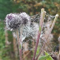 Это было в августе :: Галина Минчук