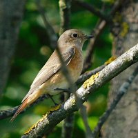 Горихвостка :: Лина 