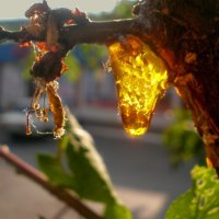 Детали природы :: Роман Савоцкий