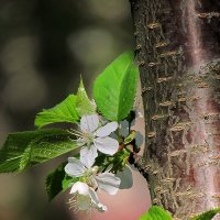 Детали природы :: Роман Савоцкий