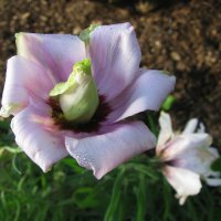 Эустома :: Людмила Смородинская Эустома :: Людмила Смородинская