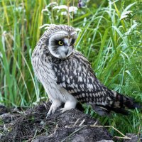 птенец болотной совы :: юрий макаров