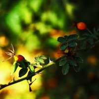 Шиповник :: Юрий Гайворонскiий Шиповник :: Юрий Гайворонскiий