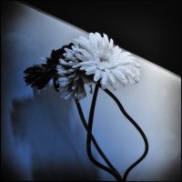 *** :: Dan Berli *** :: Dan Berli