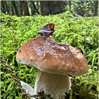 ******** :: Валерия Комова