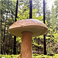 Боровик. :: Валерия Комова