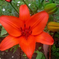 Ли... :: Елена Семигина