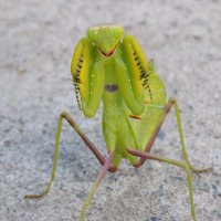 И сердце на груди... :: Константин Штарк