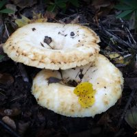 Идёт охота на груздей, идёт охота! :-) :: Андрей Заломленков