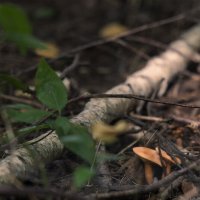 в лесу :: Michel 