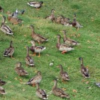 Кряква :: Рита Симонова