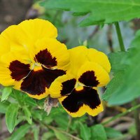 Глазастые подружки :: Светлана Глазастые подружки :: Светлана