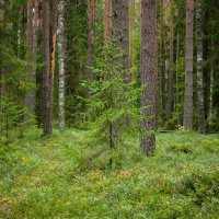Young spruce in the pine forest | 6 :: Sergey Sonvar