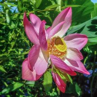 Лотос с Быковки :: Игорь Сарапулов Лотос с Быковки :: Игорь Сарапулов