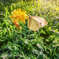 Белянка :: Игорь Сарапулов Белянка :: Игорь Сарапулов