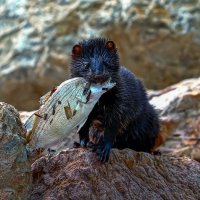 Американская норка :: Aleksey Afonin Американская норка :: Aleksey Afonin