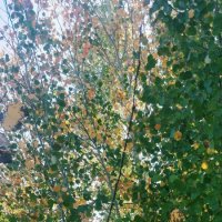 Осинки в сентябре :: Андрей Хлопонин