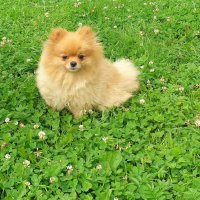 Шпиц :: Наталья 