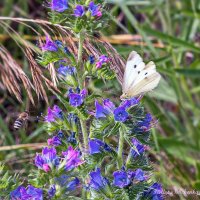 Синяк обыкновенный :: Светлана Ищенко