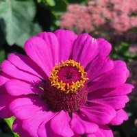 Циния. :: Ольга 