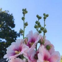 Шток-роза или мальва. :: Ольга 