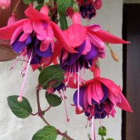 Фуксия :: Наталья 