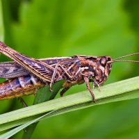Кузнечик :: Laryan1 