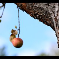 Дачное. Яблоко :: Сергей Премонишын