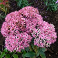 Седум (очиток) видный :: Наиля 