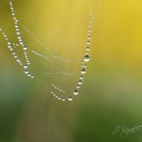 *** :: Елена Kазак (selena1965)