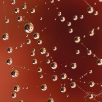 *** :: Елена Kазак (selena1965)