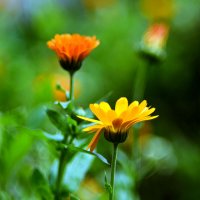 Календула лекарственная :: Геннадий Супрун