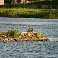 Большой Баклан :: Александр Леонов