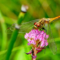 опять про стрекоз 1 :: Александр Прокудин опять про стрекоз 1 :: Александр Прокудин