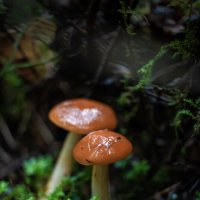 ... :: Сергей Хабибула