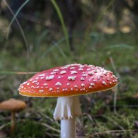 Мухомор красный :: Сергей Хабибула