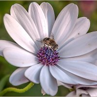 Пока ещё тепло... :: Aquarius - Сергей