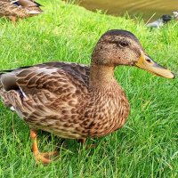 Утка :: Сапсан 