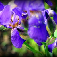 они на радость нам даны :: Олег Лукьянов они на радость нам даны :: Олег Лукьянов